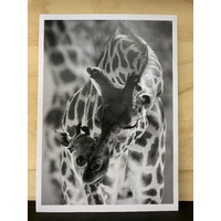 Mum And Baby Giraffe Print - 1